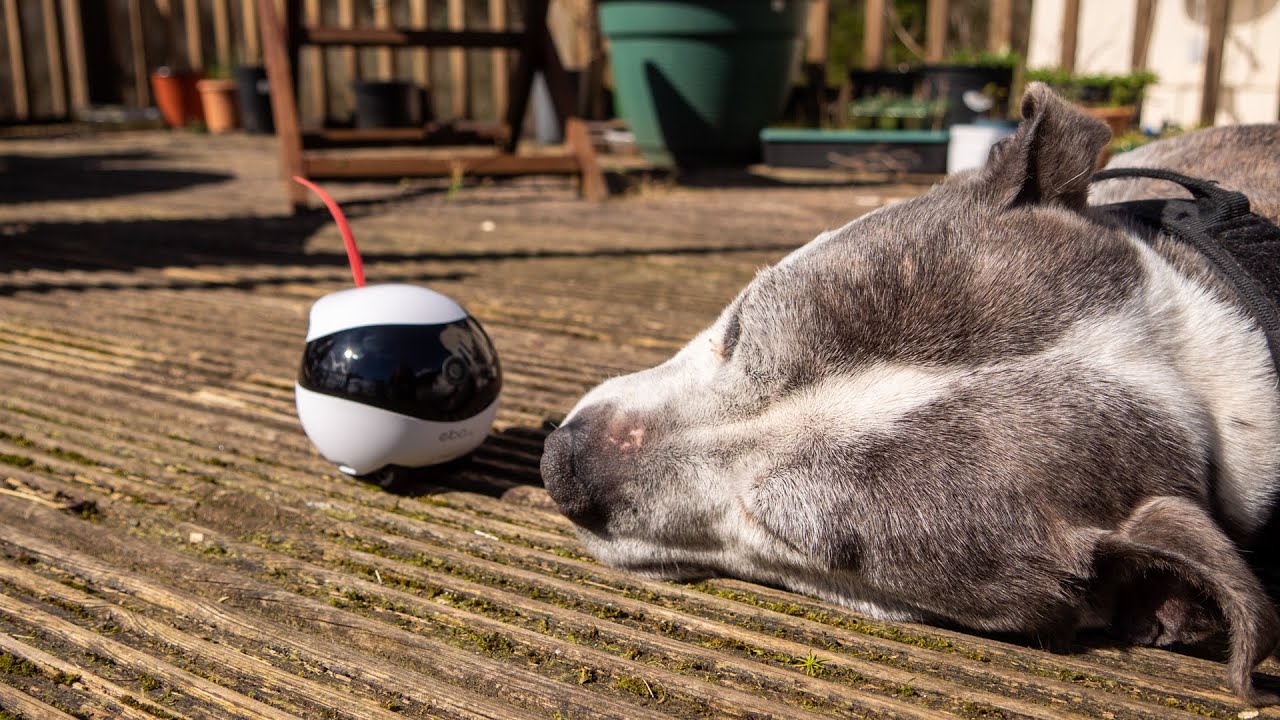 Enobot EBO Air: The Ultimate Home Security Pet Robot Cat Toy ... Thing?