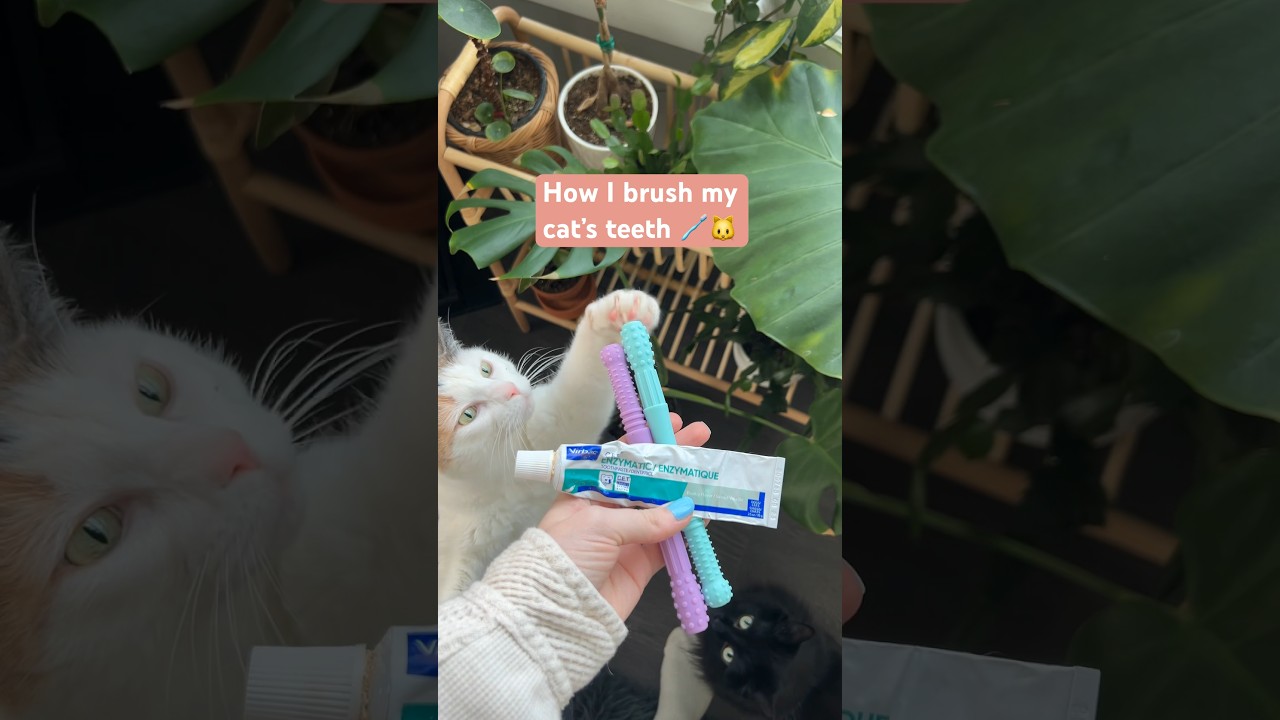 How I brush my cat&rsquo;s teeth 🪥🐱 #cats #catlovers #pets #shorts