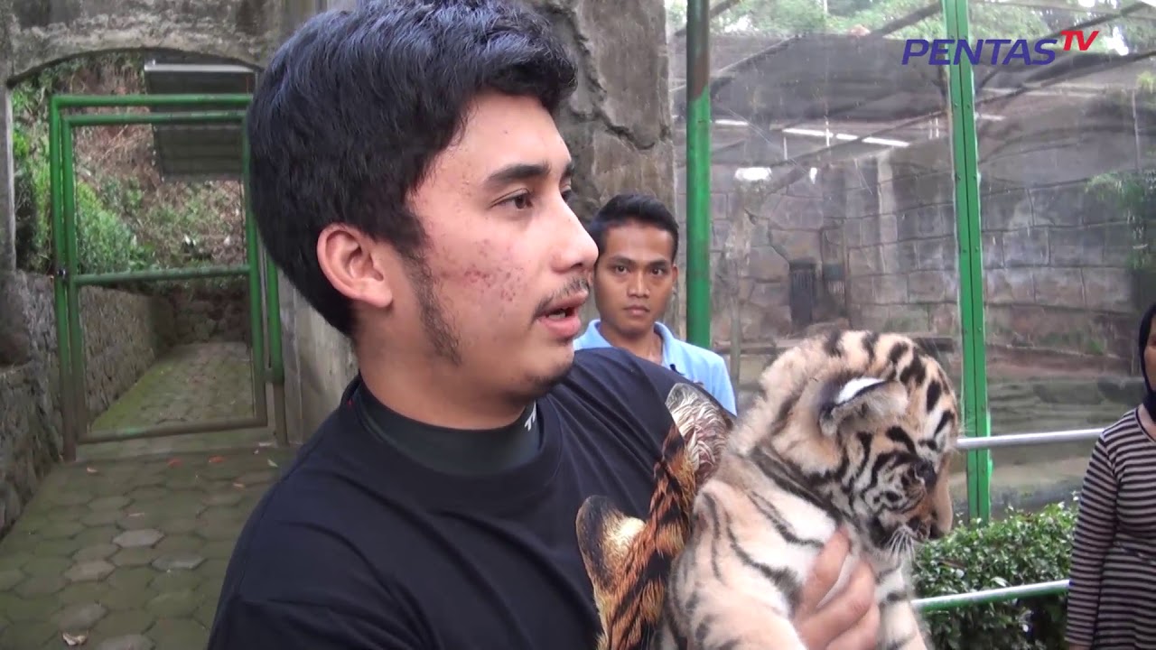 Pentas TV - Anak Harimau Kebun Binatang Bandung Dapat Orang Tua Asuh Harimaun