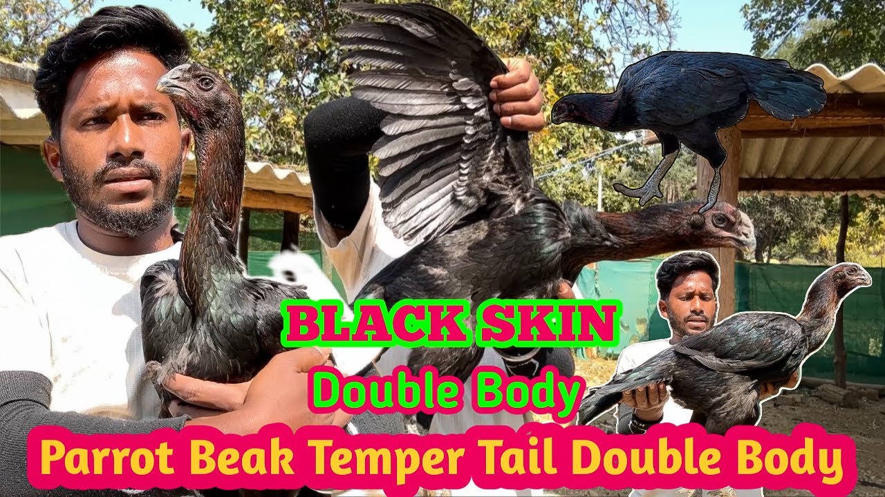 Tamilnadu Nashal Double Body Parrot Beak Temper Tail !! Home Lineage Murgi 