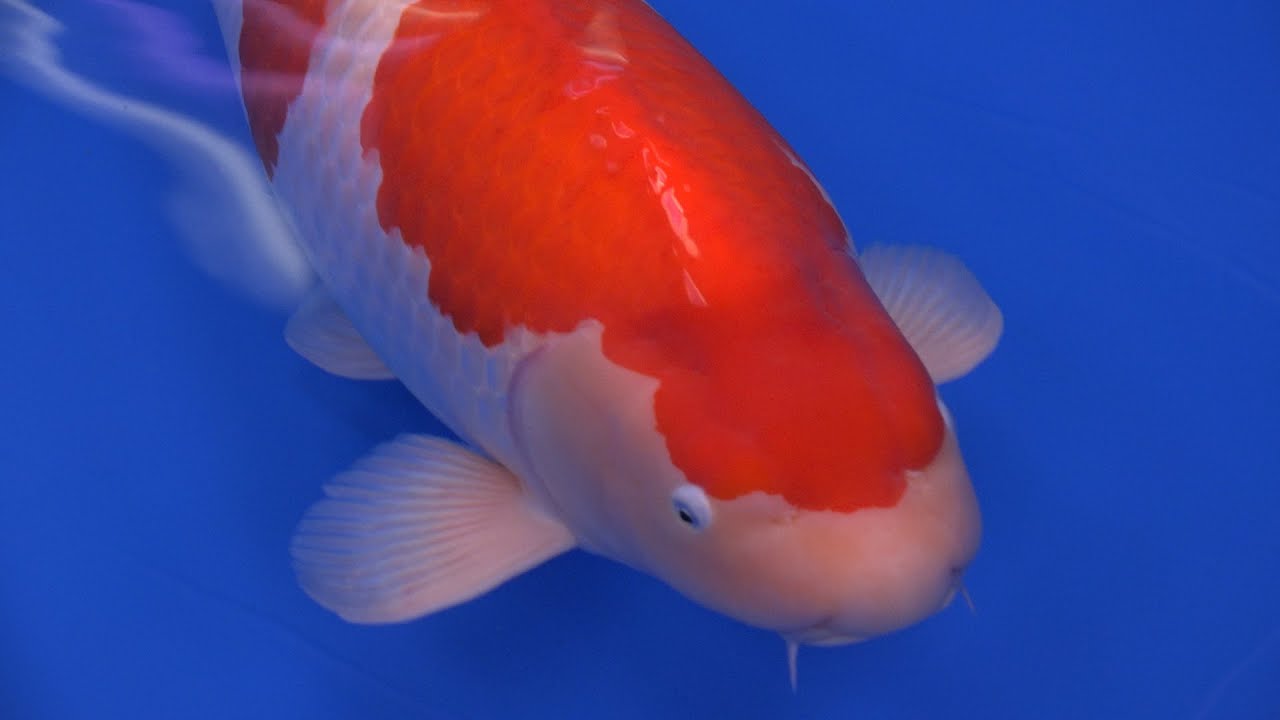 2015 All Japan Koi Show - Major Winners
