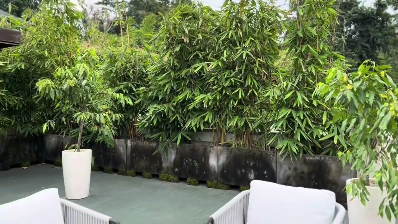 The Pala Ubud, Bali