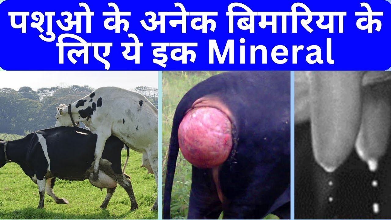 पशुओ के अनेक बिमारिया के लिए ये इक MINERAL | Phosphorus in Dairy @Dr Charandeep
