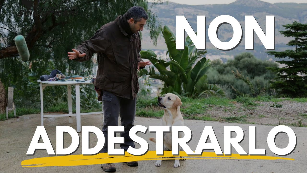 Come avere una vita felice col proprio cane senza addestrarlo.