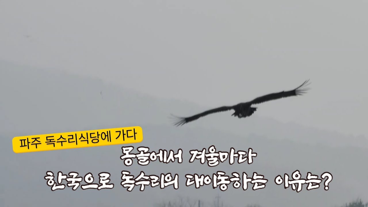 겨울철이면 몽골에서  한국으로 오는 독수리 탐조 하러 파주 독수리식당에 가다 