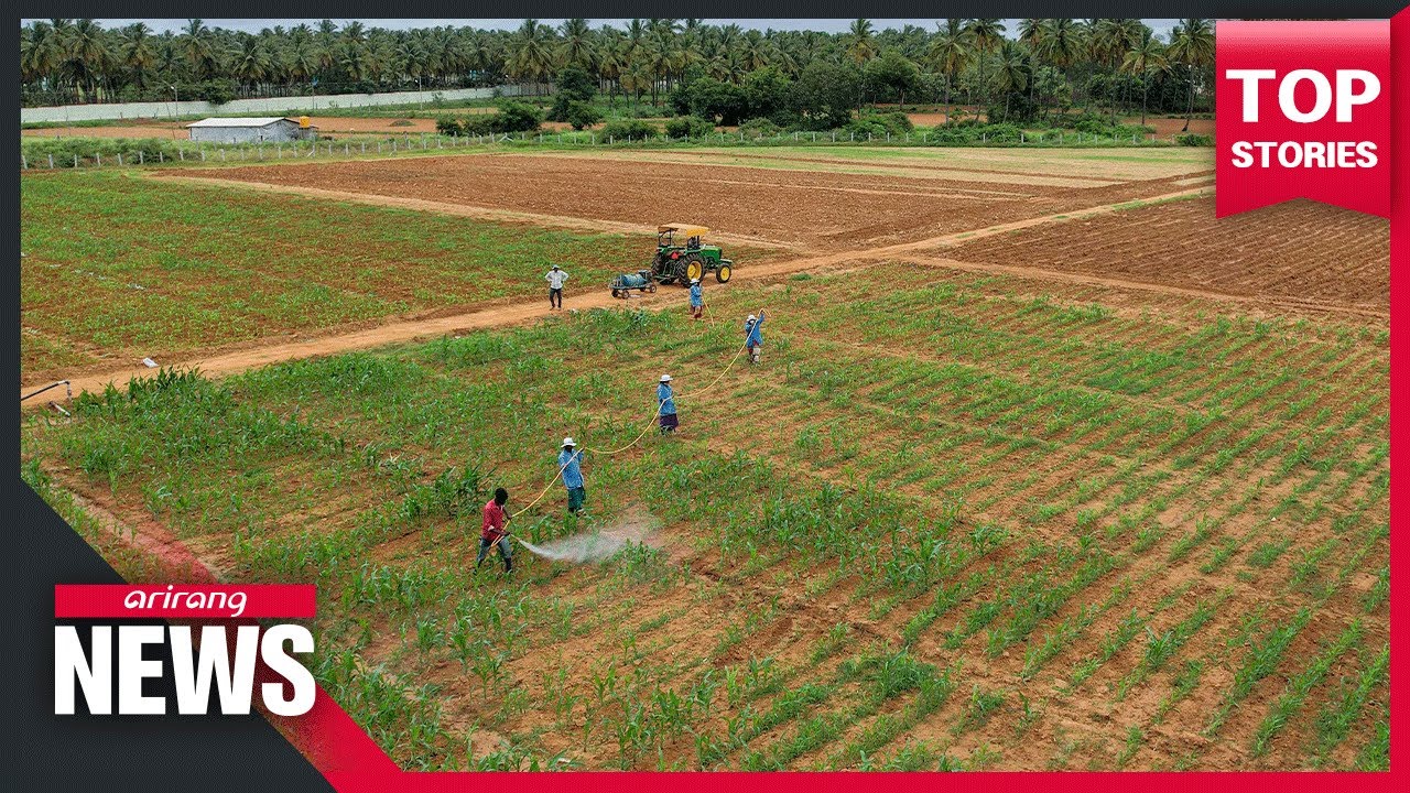 Rising prices of fertilizer may lead to a surge in global rice prices and issues of food security