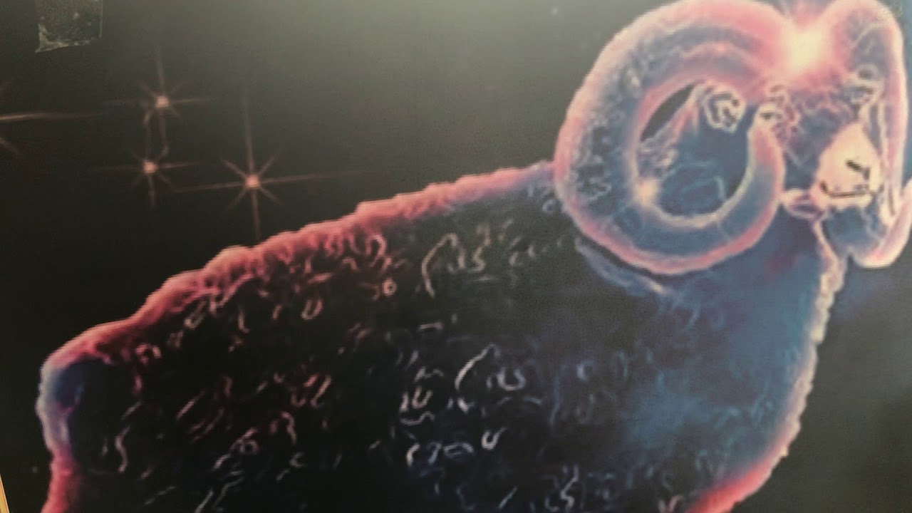 زانيارى له سه ر بورجى كاور