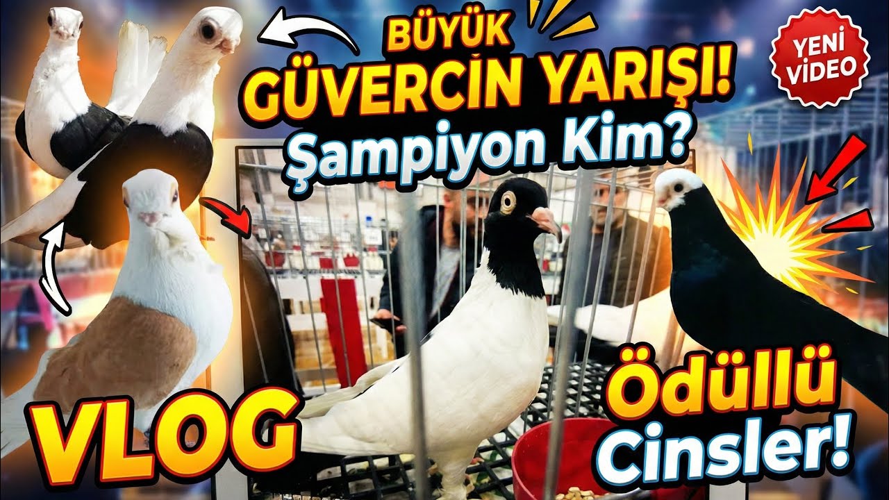 Büyük Güvercin Yarışı!  Şampiyon kim?
