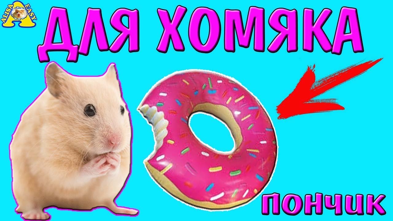 DIY Как приготовить ПОНЧИК для ХОМКИ / готовлю для хомяка / donuts for a hamster / хомяк / Алиса Изи