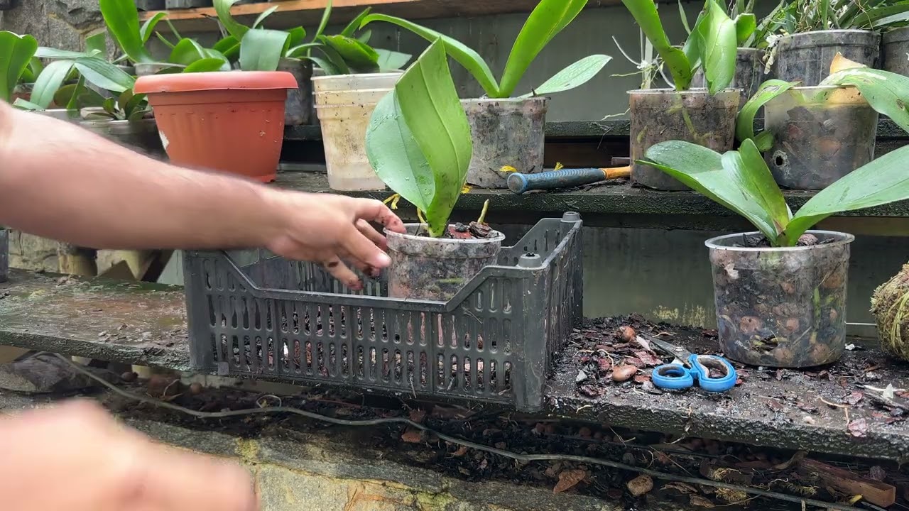 PHALAENOPSIS CASCATA GIGANTE 