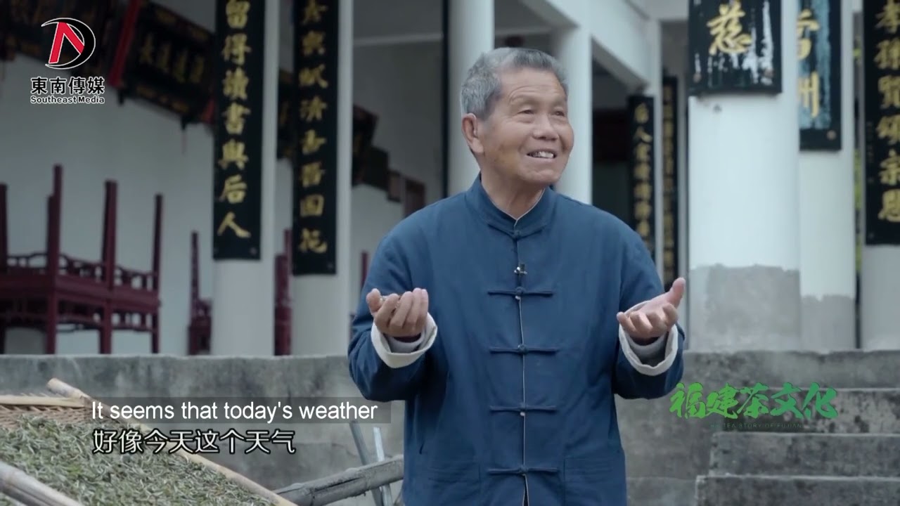 【福建茶文化】走進福鼎大白茶