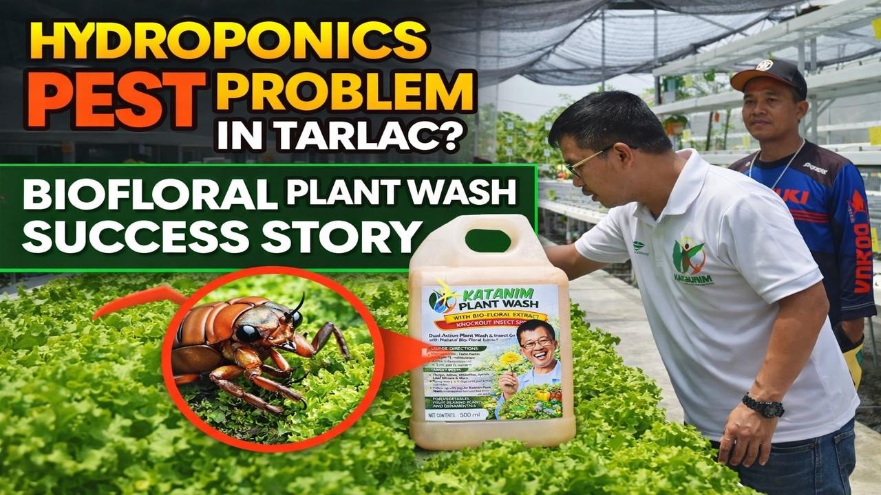 Hydroponics Pest Problem in Tarlac? Biofloral Plant Wash Success Story