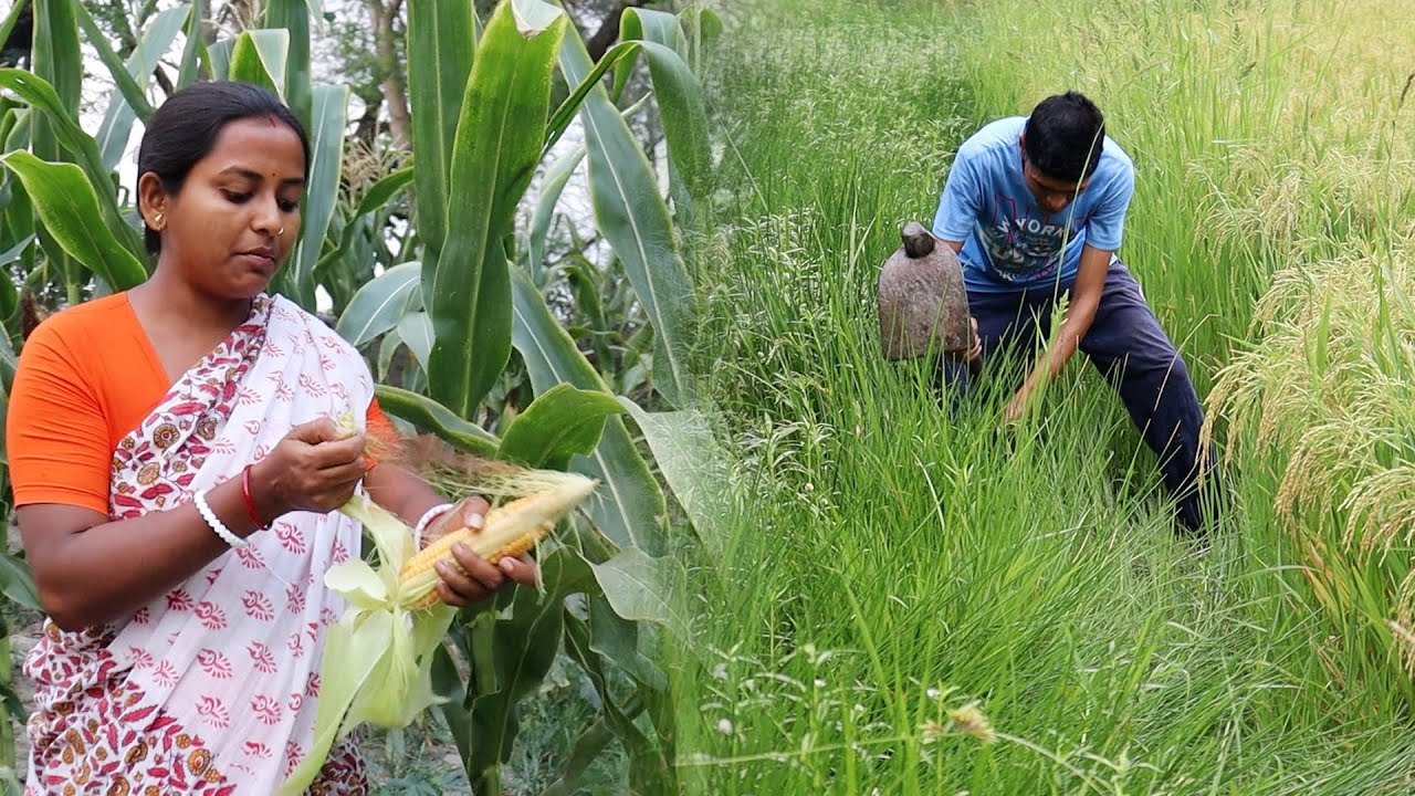 Home garden sweet corn harvesting roasting and  eating @sundarbankitchen