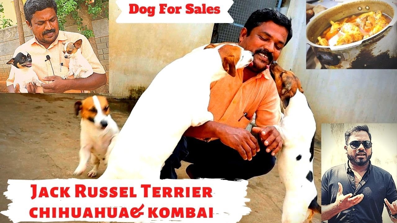 Dog For Sales | Dog Kennels in Tamilnadu | Jack Russel Terrier & kombai & Chippiparai| EP 60