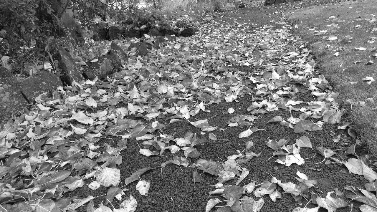 prod. Hammy Sosa Live Stream