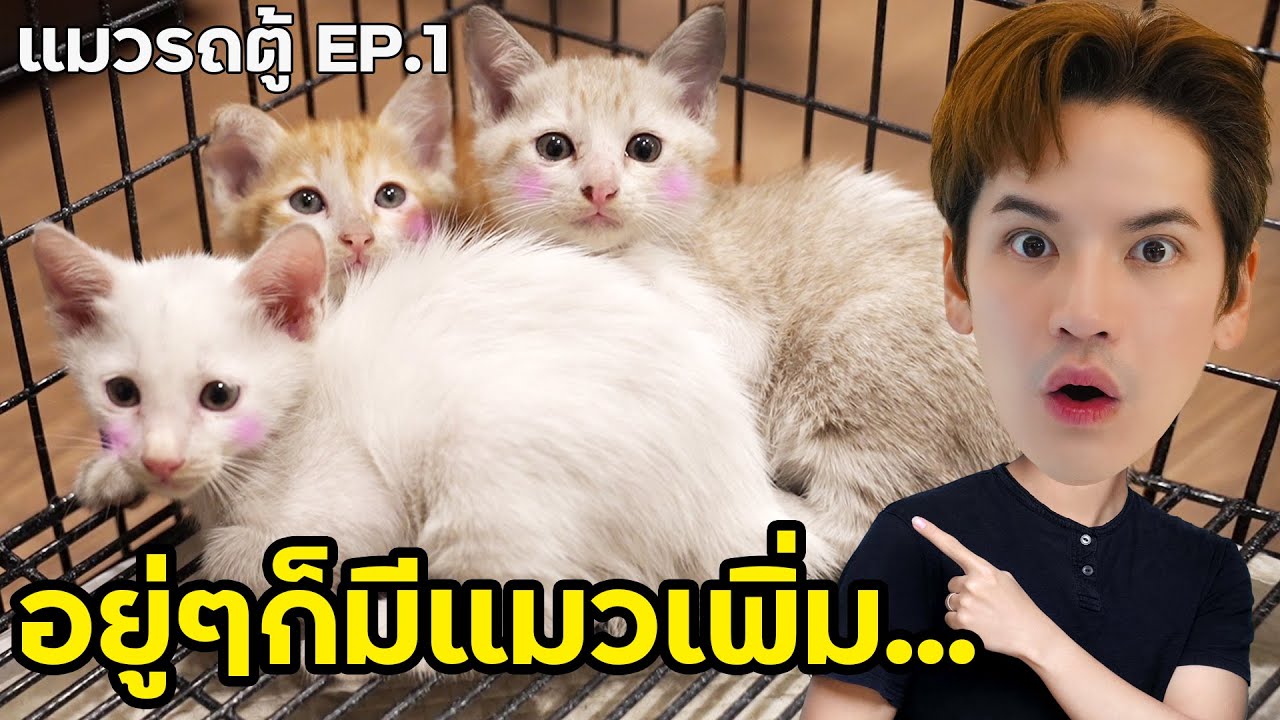 ช่วยลูกแมวที่ติดอยู่ใต้ท้องรถตู้ 3 ตัว! (หาบ้านให้แมวครับ) | ติดเต๋า
