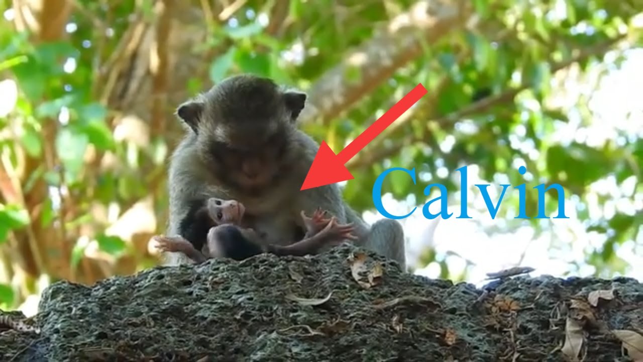 Casi Try Her Best To Care Abandoned Baby Calvin,She Tired To Nurse Two Babies