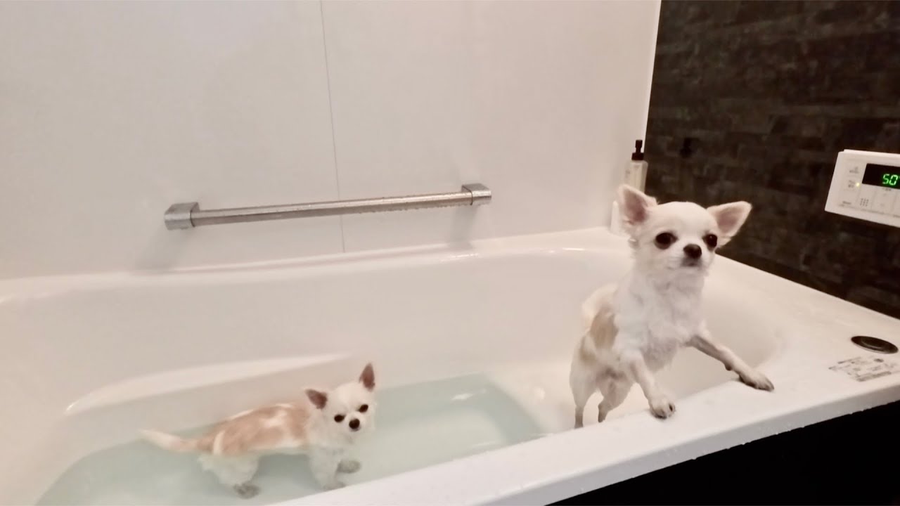 📅双子チワワのふつうの一日📅