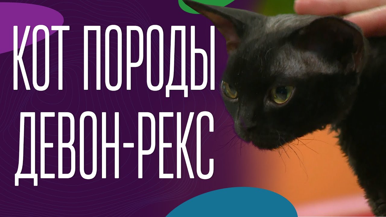 Кот породы девон-рекс