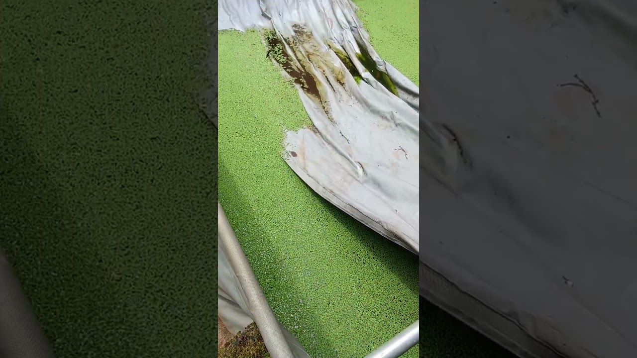 08033193602  Azolla plant farming and livestock feeds in Nigeria are very important to understand.