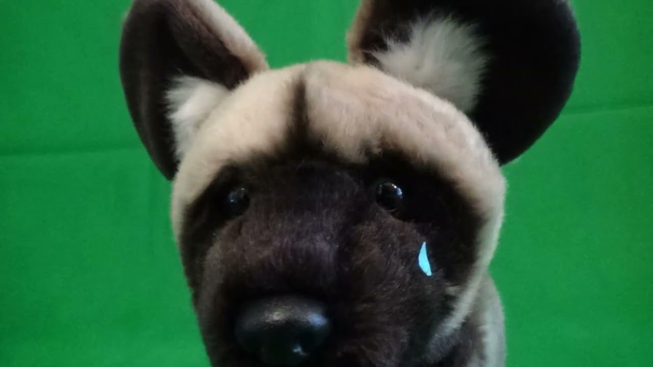 Shape of my Heart Webkinz Music Video