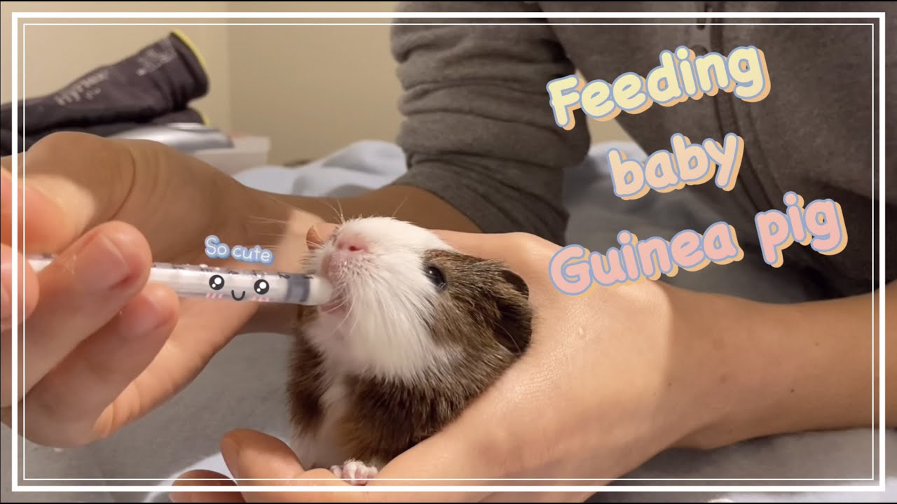 How to hand feeding baby Guinea pig