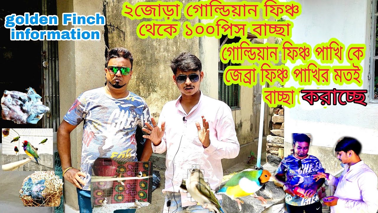 Visit Sukanta da'ka golden finch Setup Full Info, ২জোড়া গোল্ডিয়ান ফিঞ্চ থেকে ১০০পিস বাচ্চার তথ্য