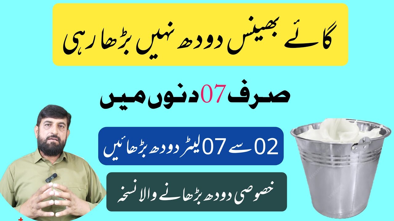 Doodh Barhanay Ka khas نسخہ | How To Increase Cow milk | Sirf 07 دنوں Mein Doodh barhanay Ka Tarika 