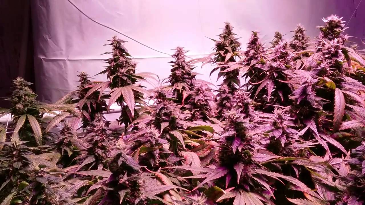 Duo lux 600 bubblegum grow.
