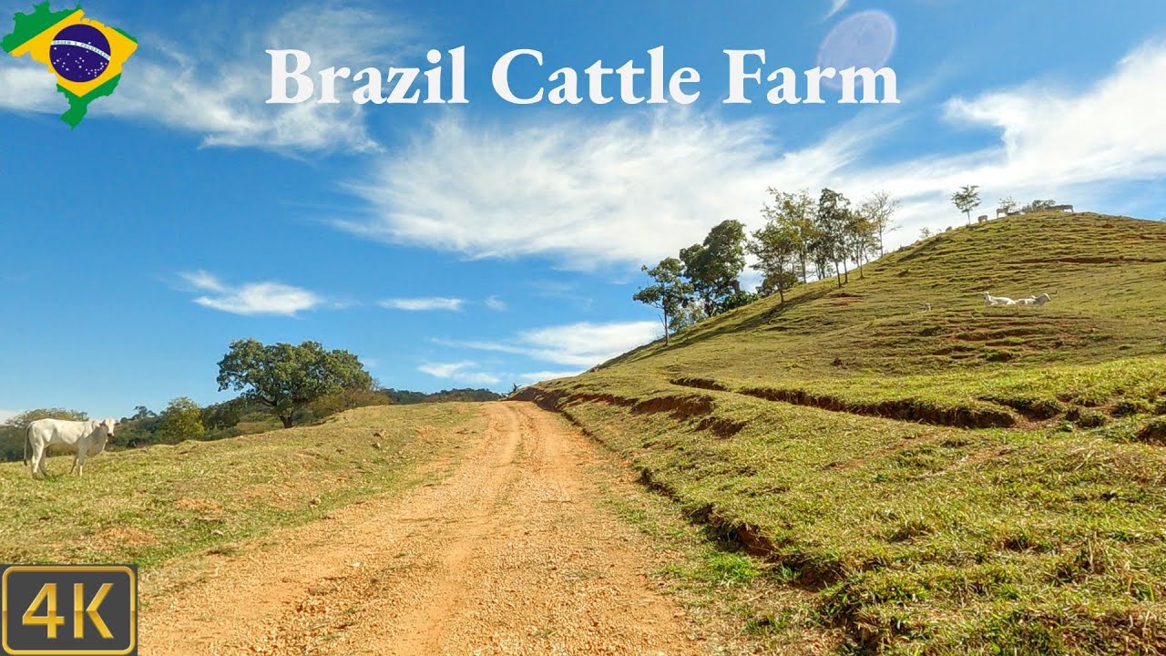 Driving Brazil 🇧🇷 | Sustainable Cattle farm in Brazil 4K Scenic Drive
