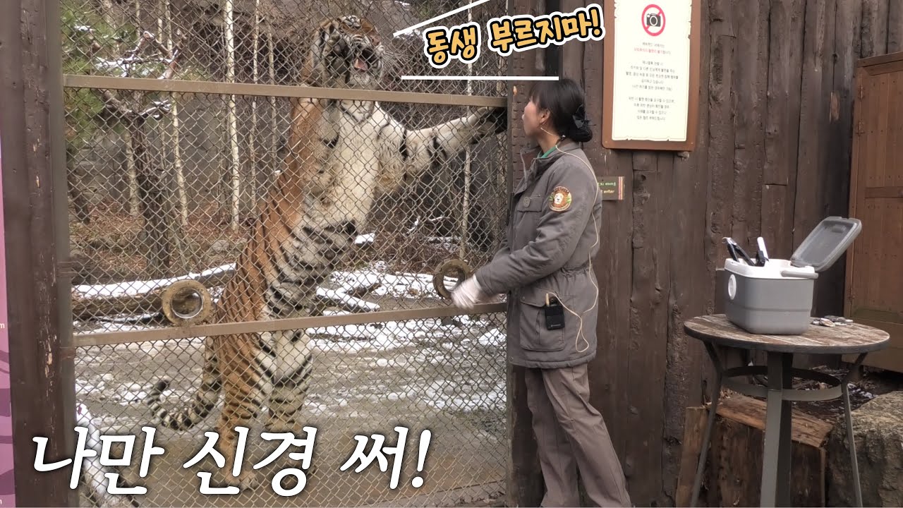 멘트 끊는 에버랜드 호랑이 아름! 사육사가 동생 우리를 부르자 폭발했어요!!🤣