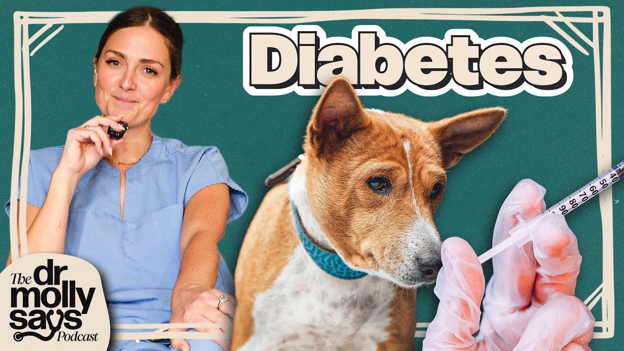 EP28 - Diagnosing and Treating Diabetes in Cats and Dogs | The Dr. Molly Says Podcast