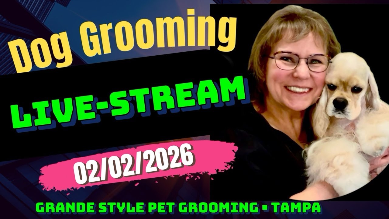 Dog Grooming Livestream. Dog haircuts, dog bathing, nail clipping. Dog Grooming Tampa. Pet Grooming.