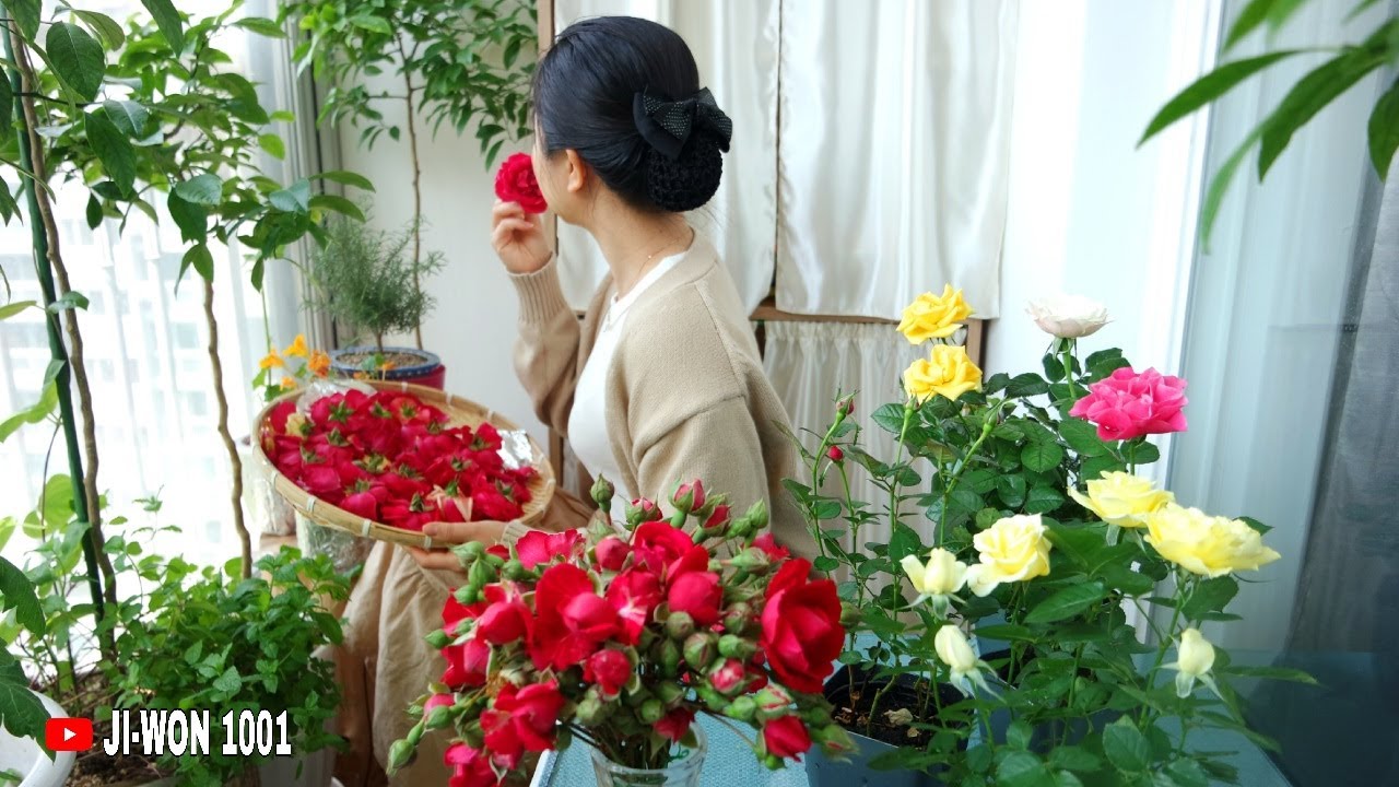 장미꽃차 쉽게 만들기 | 건강에 좋은 차 | 베란다 정원 | DIY Rose Petal Tea | Slow Living Vlog.