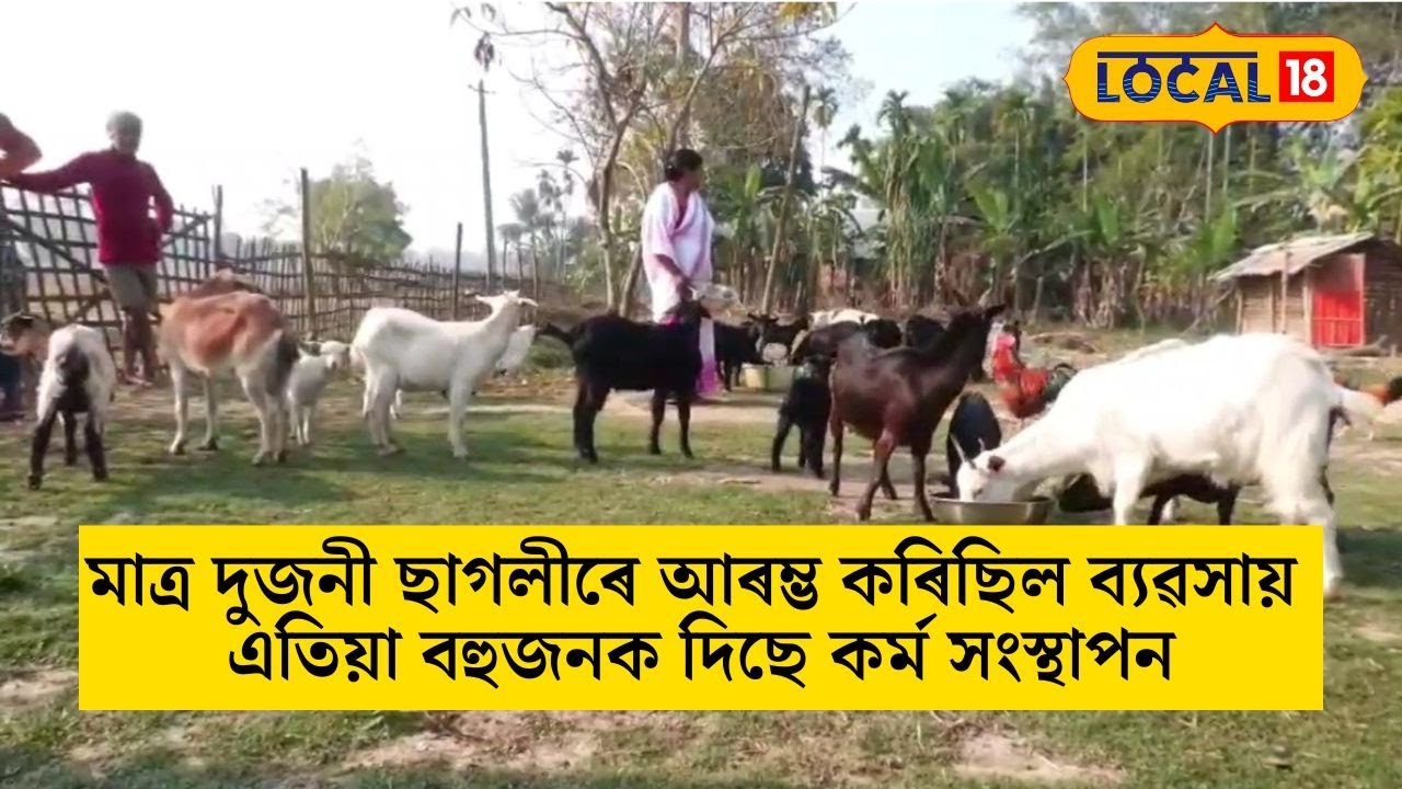 মাত্ৰ দুজনী ছাগলীৰে আৰম্ভ কৰিছিল ব্যৱসায় এতিয়া বহুজনক দিছে কৰ্ম সংস্থাপন #local18