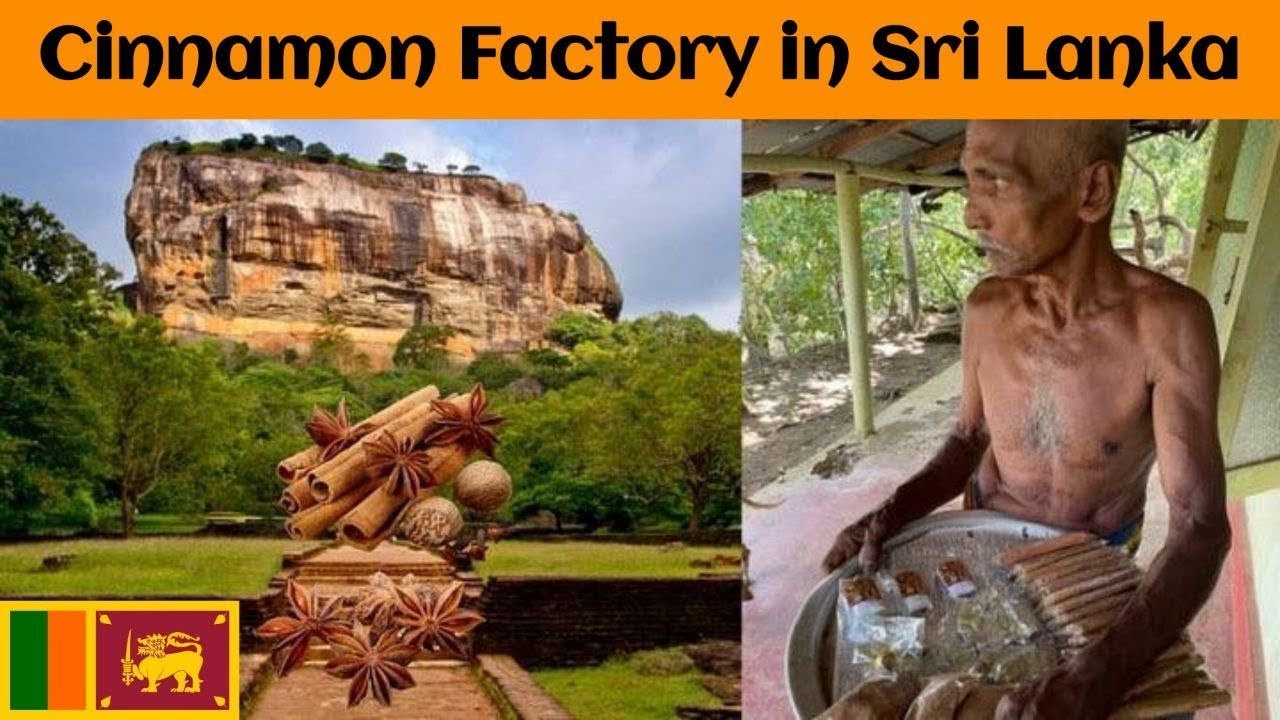 Cinnamon factory in Sri Lanka