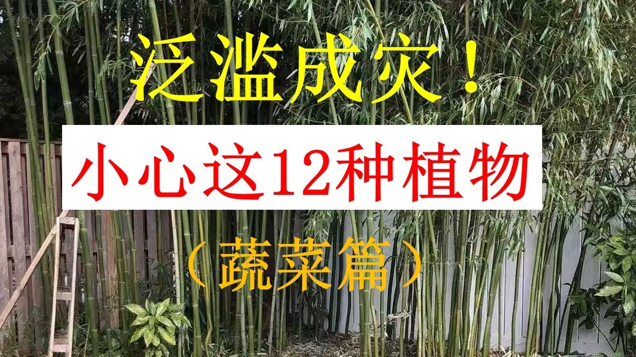 十二种蔬菜类植物，在后院有可能泛滥成灾