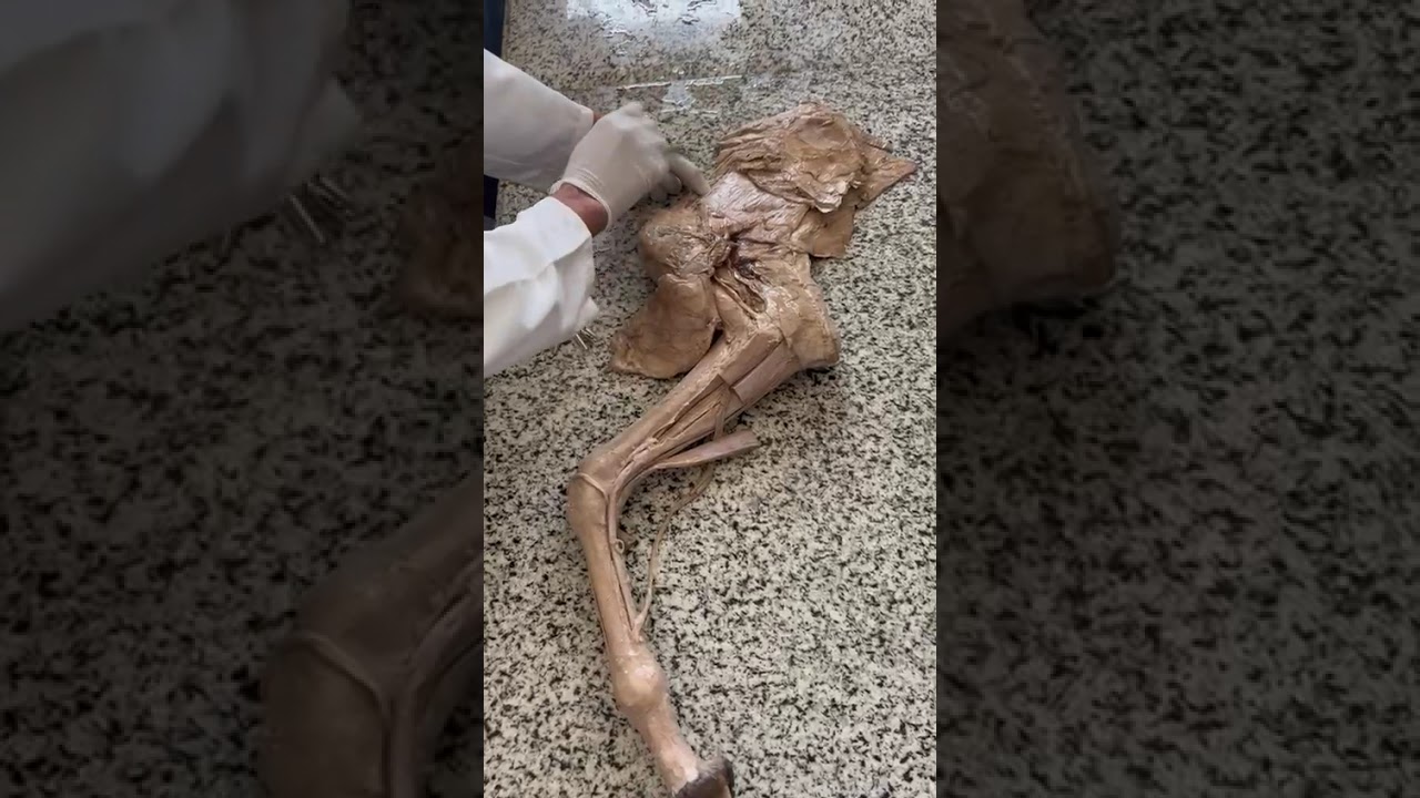 ١٧ فبراير ٢٠٢٦
