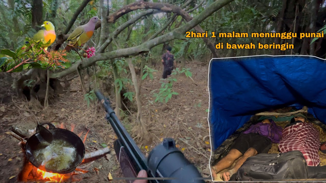 Camping and hunting⁉️bermalam di bawah pokok beringin menunggu punai datang