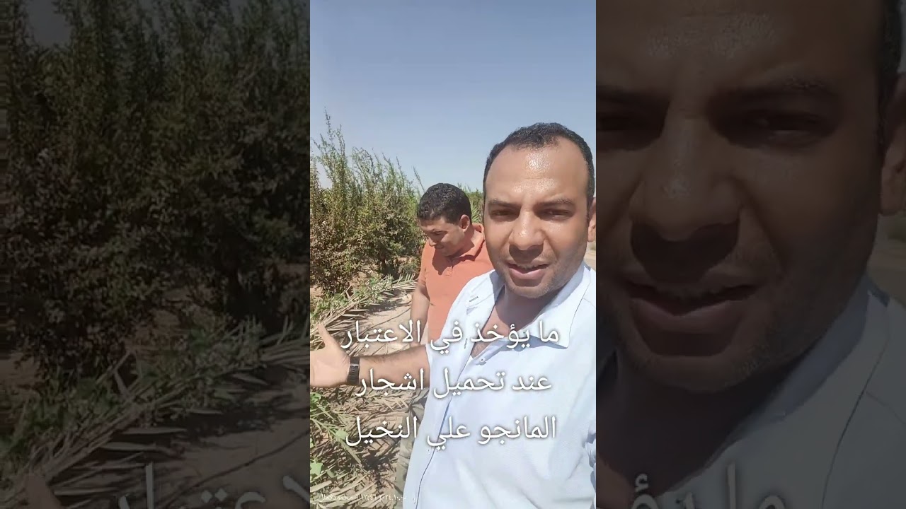 زراعة المانجو مع النخيل