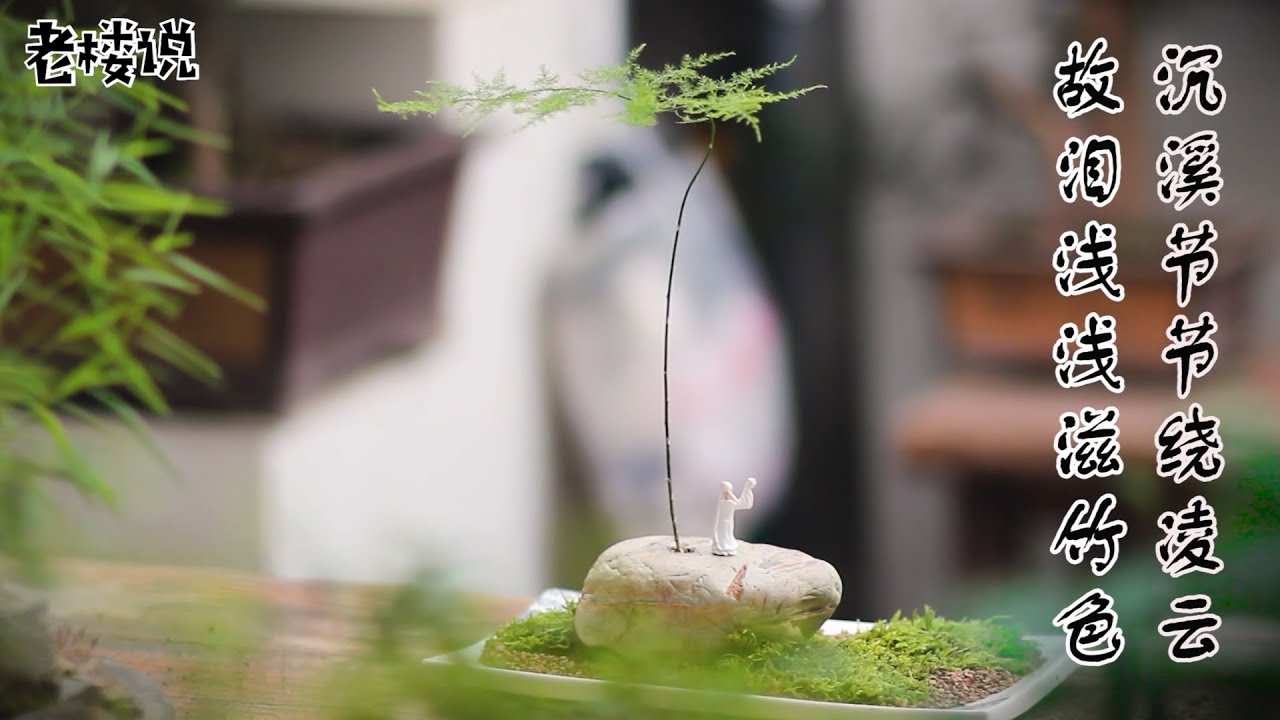 往期视频补发：世界级的一棵植物，珍贵无比！当年郑板桥也在用它作诗！