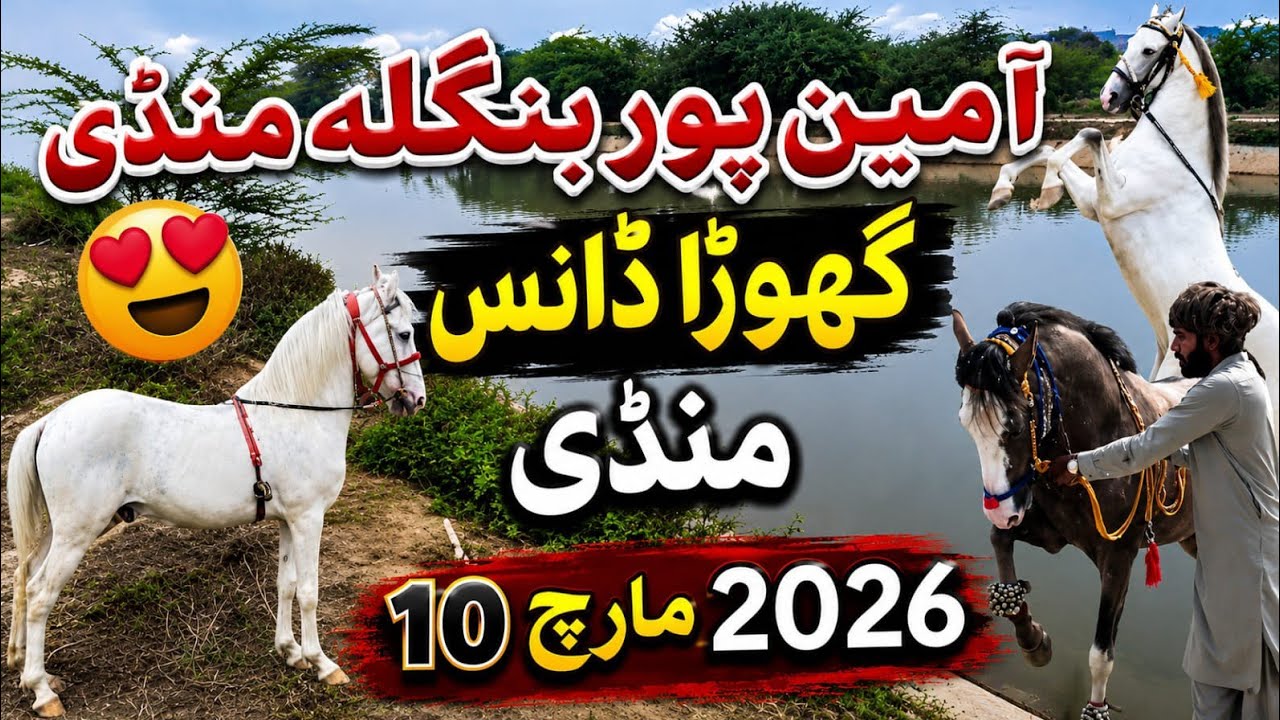 Horses Mandii Aminpur Bangla 2026 🙌 | Nice dancer horses in Mandii Faisalabad ❤️ |🐴🇵🇰 #horse #mandi 