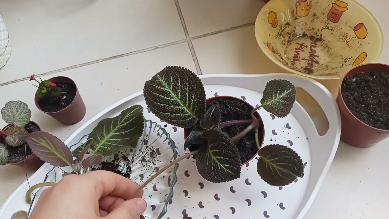 satışta olan ve satışı gerçekleşen kohlera ve gelin teli çiçeği 🤗🌸☺️