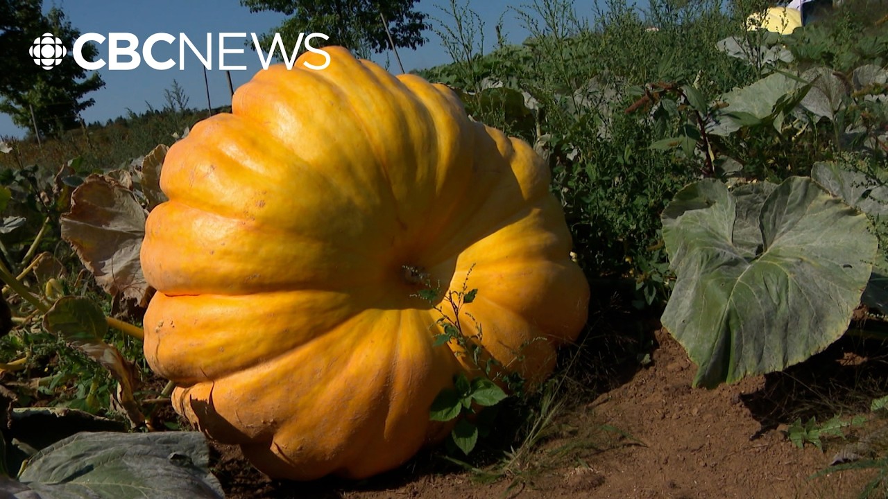What's happening to Nova Scotia's giant pumpkins?