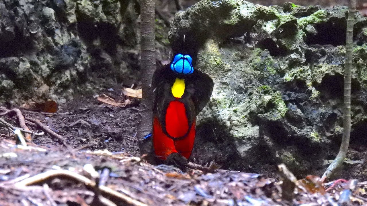 Indonesia - Birding the West Papua Islands   4K