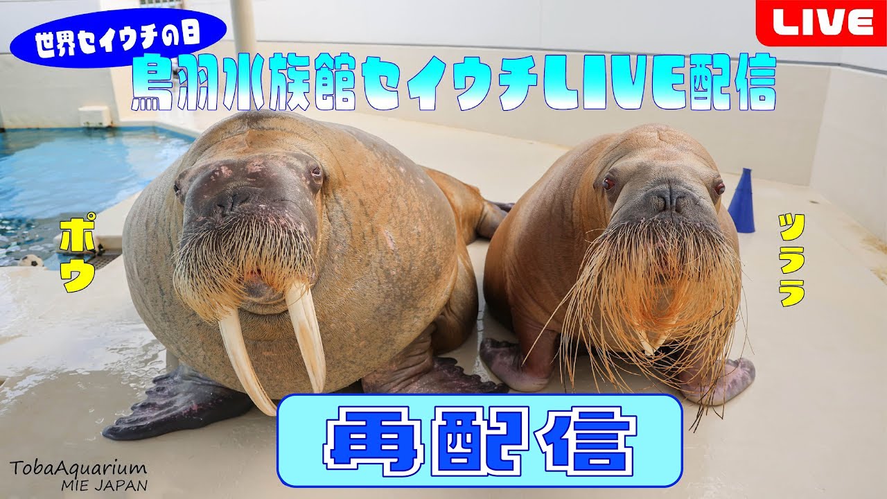 【再配信】世界セイウチの日！YouTubeライブ