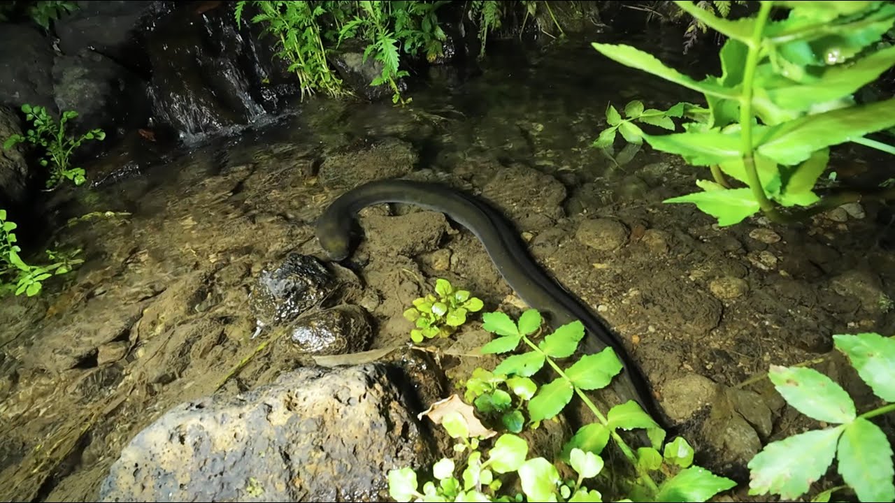 Feeding Eels 19 Oct 2025