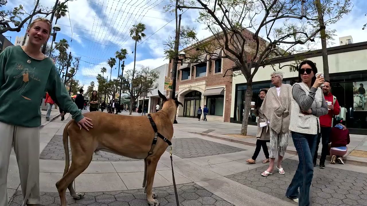 Cash 2.0 Great Dane meeting new people in Santa Monica 124