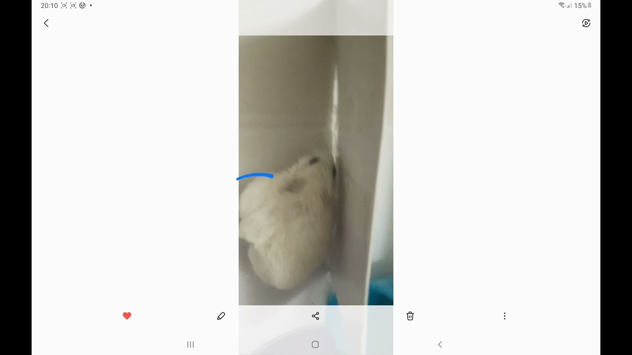 Mi hamster tiene un bulto en la pata  QUE HACER  mirar descripción para saber si este video te sirve
