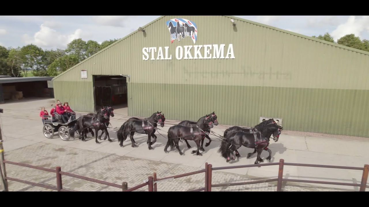 Stal Okkema - Liefde voor paarden